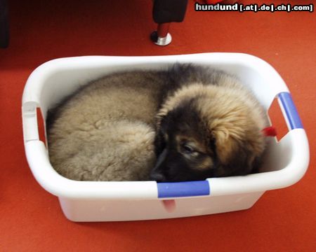 Kaukasischer Schäferhund Hunde Foto 14805 in höherer Auflösung ansehen Kaukasischer Schäferhund Csendes Erö von den Kumutschen mit 11 Wochen