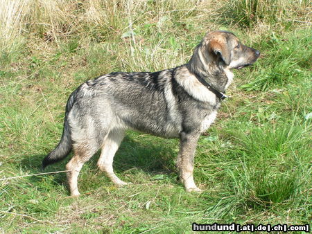 Kaukasischer Schäferhund Hunde Foto 26142 in höherer Auflösung ansehen Kaukasischer Schäferhund Nellymaus heute (6monate papa labbi, mama kaukase)