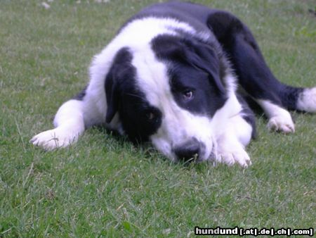 Kaukasischer Schäferhund Hunde Foto 22583 in höherer Auflösung ansehen Kaukasischer Schäferhund Kimmy 1 Jahr