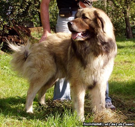 Kaukasischer Schäferhund ARIEL - 20 Monate