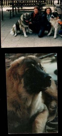 Kaukasischer Schäferhund Hunde Foto 1932 Kaukasischer Schäferhund unsere Rikka und Rikka mit einem Freund namens Grolli (leider schon verstorben)