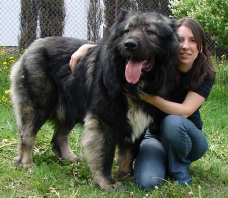 Kaukasischer Schäferhund Hunde Foto 37156 Kaukasischer Schäferhund Candidate Champion of Poland, Candidate International Champion, Polish Club Winner, Multi Best Male in Breed. Multi Best of Breed Winner Remeny Dombi BRUNO (Champion of Hungary, Junior Champion of Hungary, Debrecen Szepe, 3xHFGY Csalad Kedvence BRUNO - Bajnok IZABELLA).