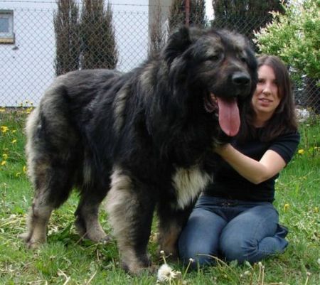 Kaukasischer Schäferhund Hunde Foto 37157 Kaukasischer Schäferhund Candidate Champion of Poland, Candidate International Champion, Polish Club Winner, Multi Best Male in Breed. Multi Best of Breed Winner Remeny Dombi BRUNO (Champion of Hungary, Junior Champion of Hungary, Debrecen Szepe, 3xHFGY Csalad Kedvence BRUNO - Bajnok IZABELLA).
