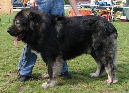 Kaukasischer Schäferhund Champion of Poland, Candidate International Champion, Polish Club Winner, Multi Best Male in Breed. Multi Best of Breed Winner Remeny Dombi BRUNO (Champion of Hungary, Junior Champion of Hungary, Debrecen Szepe, 3xHFGY Csalad Kedvence BRUNO - Bajnok IZABELLA).