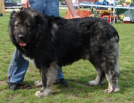 Kaukasischer Schäferhund Champion of Poland, Candidate International Champion, Polish Club Winner, Multi Best Male in Breed. Multi Best of Breed Winner Remeny Dombi BRUNO (Champion of Hungary, Junior Champion of Hungary, Debrecen Szepe, 3xHFGY Csalad Kedvence BRUNO - Bajnok IZABELLA).