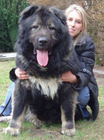 Kaukasischer Schäferhund Candidate Champion of Poland, Candidate International Champion, Polish Club Winner, Multi Best Male in Breed, Multi Best of Breed Winner Remeny Dombi BRUNO \\