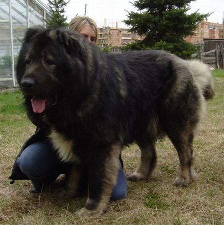 Kaukasischer Schäferhund Candidate Champion of Poland, Candidate International Champion, Polish Club Winner, Multi Best Male in Breed, Multi Best of Breed Winner Remeny Dombi BRUNO \\\\\\\\