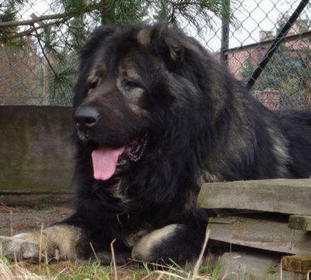 Kaukasischer Schäferhund Hunde Foto 37139 Kaukasischer Schäferhund Candidate Champion of Poland, Candidate International Champion, Polish Club Winner, Multi Best Male in Breed, Multi Best of Breed Winner Remeny Dombi BRUNO \\\\\\\\\\\\\\\\\\\\\\\\\\\\\\\\