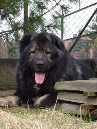 Kaukasischer Schäferhund Hunde Foto 37140 Kaukasischer Schäferhund Candidate Champion of Poland, Candidate International Champion, Polish Club Winner, Multi Best Male in Breed, Multi Best of Breed Winner Remeny Dombi BRUNO \\\\\\\\\\\\\\\\\\\\\\\\\\\\\\\\\\\\\\\\\\\\\\\\\\\\\\\\\\\\\\\\