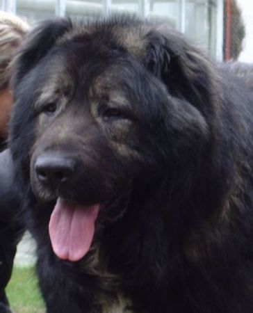 Kaukasischer Schäferhund Hunde Foto 37141 Kaukasischer Schäferhund Candidate Champion of Poland, Candidate International Champion, Polish Club Winner, Multi Best Male in Breed, Multi Best of Breed Winner Remeny Dombi BRUNO \\\\\\\\\\\\\\\\\\\\\\\\\\\\\\\\\\\\\\\\\\\\\\\\\\\\\\\\\\\\\\\\\\\\\\\\\\\\\\\\\\\\\\\\\\\\\\\\\\\\\\\\\\\\\\\\\\\\\\\\\\\\\\\\