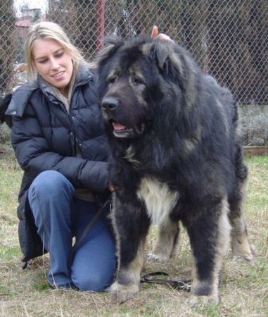 Kaukasischer Schäferhund Candidate Champion of Poland, Candidate International Champion, Polish Club Winner, Multi Best Male in Breed, Multi Best of Breed Winner Remeny Dombi BRUNO