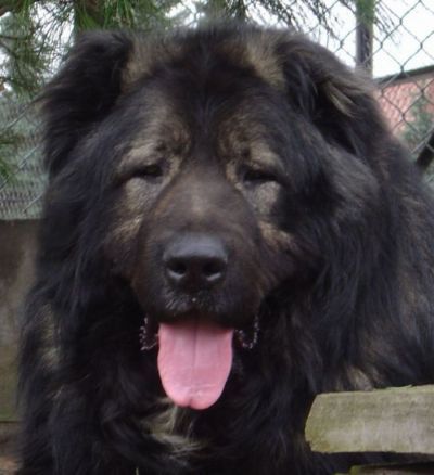 Kaukasischer Schäferhund Hunde Foto 37145 Kaukasischer Schäferhund Candidate Champion of Poland, Candidate International Champion, Polish Club Winner, Multi Best Male in Breed, Multi Best of Breed Winner Remeny Dombi BRUNO \\\\\\\\\\\\\\\\\\\\\\\\\\\\\\\\\\\\\\\\\\\\\\\\\\\\\\\\\\\\\\\\\\\\\\\\\\\\\\\\\\\\\\\\\\\\\\\\\\\\\\\\\\\\\\\\\\\\\\\\\\\\\\\\\\\\\\\\\\\\\\\\\\\\\\\\\\\\\\\\\\\\\\\\\\\\\\\\\\\\\\\\\\\\\\\\\\\\\\\\\\\\\\\\\\\\\\\\\\\\\\\\\\\\\\\\\\\\\\\\\\\\\\\\\\\\\\\\\\\\\\\\\\\\\\\\\\\\\\\\\\\\\\\\\\\\\\\\\\\\\\\\\\\\\\\\\\\\\\\\\\\\\\\\\\\\\\\\\\\\\\\\\\\\\\\\\\\\\\\\\\\\\\\\\\\\\\\\\\\\\\\\\\\\\\\\\\\\\\\\\\\\\\\\\\\\\\\\\\\\\\\\\\\\\\\\\\\\\\\\\\\\\\\\\\\\\\\\\\\\\\\\\\\\\\\\\\\\\\\\\\\\\\\\\\\\\\\\\\\\\\\\\\\\\\\\\\\\\\\\\\\\\\\\\\\\\\\\\\\\\\\\\\\\\\\\\\\\\\\\\\\\\\\\\\\\\\\\\\\\\\\\\\\\\\\\\\\\\\\\\\\\\\\\\\\\\\\\\\\\\\\\\\\\\\\\\\\\\\\\\\\\\\\\\\\\\\\\\\\\\\\\\\\\\\\\\\\\\\\\\\\\\\\\\\\\\\\\\\\\\\\\\\\\\\\\\\\\\\\\\\\\\\\\\\\\\\\\\\\\\\\\\\\\\\\\\\\\\\\\\\\\\\\\\\\\\\\\\\\\\\\\\\\\\\\\\\\\\\\\\\\\\\\\\\\\\\\\\\\\\\\\\\\\\\\\\\\\\\\\\\\\\\\\\\\\\\\\\\\\\\\\\\\\\\\\\\\\\\\\\\\\\\\\\\\\\\\\\\\\\\\\\\\\\\\\\\\\\\\\\\\\\\\\\\\\\\\\\\\\\\\\\\\\\\\\\\\\\\\\\\\\\\\\\\\\\\\\\\\\\\\\\\\\\\\\\\\\\\\\\\\\\\\\\\\\\\\\\\\\\\\\\\\\\\\\\\\\\\\\\\\\\\\\\\\\\\\\\\\\\\\\\\\\\\\\\\\\\\\\\\\\\\\\\\\\\\\\\\\\\\\\\\\\\\\\\\\\\\\\\\\\\\\\\\\\\\\\\\\\\\\\\\\\\\\\\\\\\\\\\\\\\\\\\\\\\\\\\\\\\\\\\\\\\\\\\\\\\\\\\\\\\\\\\\\\\\\\\\\\\\\\\\\\\\\\\\\\\\\\\\\\\\\\\\\\\\\\\\\\\\\\\\\\\\\\\\\\\\\\\\\\\\\\\\\\\\\\\\\\\\\\\\\\\\\\\\\\\\\\\\\\\\\\\\\\\\\\\\\\\\\\\\\\\\\\\\\\\\\\\\\\\\\\\\\\\\\\\\\\\\\\\\\\\\\\\\\\\\\\\\\\\\\\\\\\\\\\\\\\\\\\\\\\\\\\\\\\\\\\\\\\\\\\\\\\\\\\\\\\\\\\\\\\\\\\\\\\\\\\\\\\\\\\\\\\\\\\\\\\\\\\\\\\\\\\\\\\\\\\\\\\\\\\\\\\\\\\\\\\\\\\\\\\\\\\\\\\\\\\\\\\\\\\\\\\\\\\\\\\\\\\\\\\\\\\\\\\\\\\\\\\\\\\\\\\\\\\\\\\\\\\\\\\\\\\\\\\\\\\\\\\\\\\\\\\\\\\\\\\\\\\\\\\\\\\\\\\\\\\\\\\\\\\\\\\\\\\\\\\\\\\\\\\\\\\\\\\\\\\\\\\\\\\\\\\\\\\\\\\\\\\\\\\\\\\\\\\\\\\\\\\\\\\\\\\\\\\\\\\\\\\\\\\\\\\\\\\\\\\\\\\\\\\\\\\\\\\\\\\\\\\\\\\\\\\\\\\\\\\\\\\\\\\\\\\\\\\\\\\\\\\\\\\\\\\\\\\\\\\\\\\\\\\\\\\\\\\\\\\\\\\\\\\\\\\\\\\\\\\\\\\\\\\\\\\\\\\\\\\\\\\\\\\\\\\\\\\\\\\\\\\\\\\\\\\\\\\\\\\\\\\\\\\\\\\\\\\\\\\\\\\\\\\\\\\\\\\\\\\\\\\\\\\\\\\\\\\\\\\\\\\\\\\