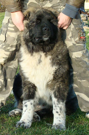 Kaukasischer Schäferhund Shatun 