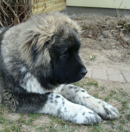 Kaukasischer Schäferhund Shatun 