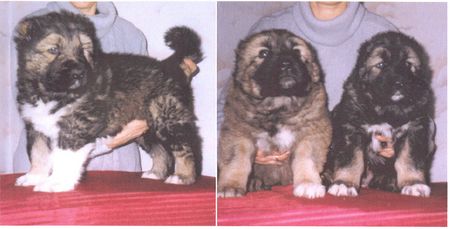 Kaukasischer Schäferhund Hunde Foto 2383 Kaukasischer Schäferhund