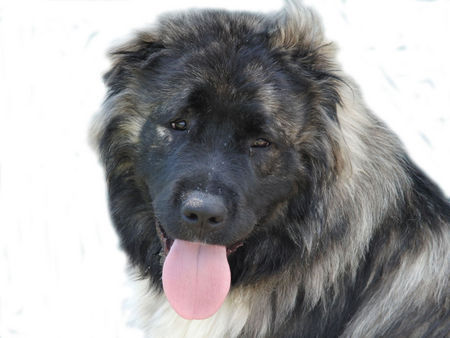 Kaukasischer Schäferhund Shatun mit 10 Monaten