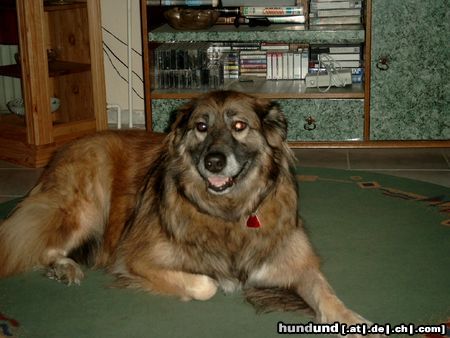 Kaukasischer Schäferhund Hunde Foto 10090 Kaukasischer Schäferhund Sina, 8 Jahre alt