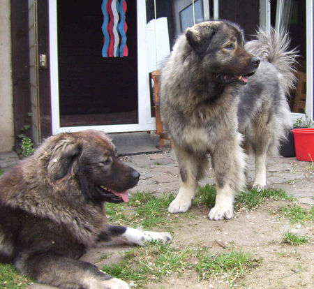 Kaukasischer Schäferhund Hunde Foto 32661 in höherer Auflösung ansehen Kaukasischer Schäferhund Belaja und Chern´ka von der alten Dorfschule