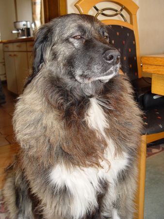 Kaukasischer Schäferhund Hunde Foto 32248 Kaukasischer Schäferhund