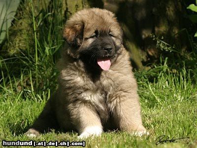 Kaukasischer Schäferhund Hunde Foto 25138 in höherer Auflösung ansehen Kaukasischer Schäferhund Fantasia von Inguri - 7,5 wochen