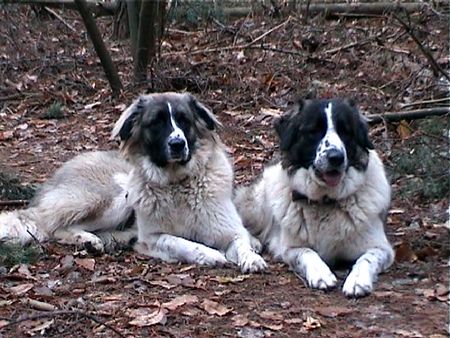 Kaukasischer Schäferhund Hunde Foto 2172 Kaukasischer Schäferhund Cessy & Dunja im Wald