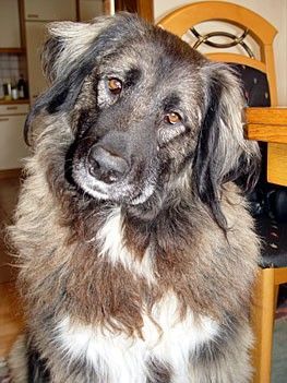 Kaukasischer Schäferhund Hunde Foto 32247 Kaukasischer Schäferhund