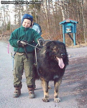 Kaukasischer Schäferhund Hunde Foto 21749 Kaukasischer Schäferhund Zoot