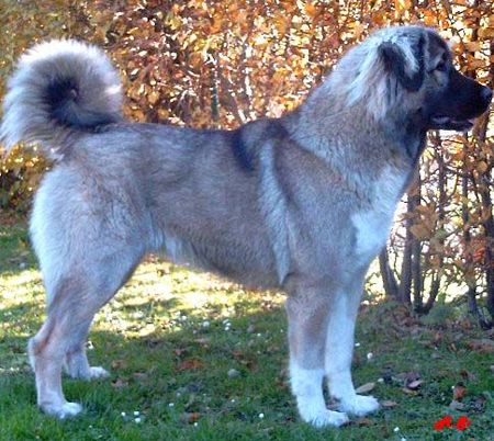 Kaukasischer Schäferhund Hunde Foto 1889 Kaukasischer Schäferhund (NEKAR AJGUL ) Agi 16 Monate alt geb. 25.08.01