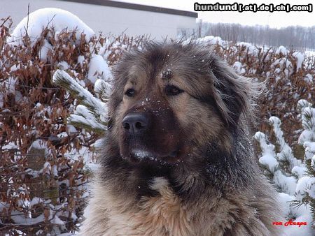 Kaukasischer Schäferhund Hunde Foto 19279 Kaukasischer Schäferhund Agi) Rus.-Rph.-Nekar Ajgul World Winner 2003/ International Champion