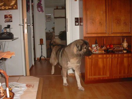 Kaukasischer Schäferhund Hunde Foto 1982 Kaukasischer Schäferhund Agi