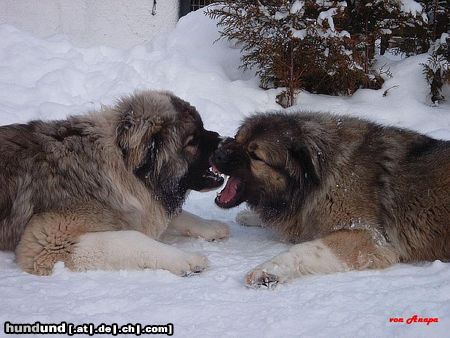 Kaukasischer Schäferhund Hunde Foto 19280 in höherer Auflösung ansehen Kaukasischer Schäferhund Agi) Rus.-Rph.-Nekar Ajgul World Winner 2003/ International Champion )+ Vam Bos Echinus 9 Months old