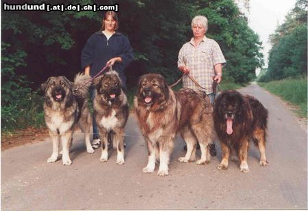 Kaukasischer Schäferhund Hunde Foto 5142 Kaukasischer Schäferhund vier Musketiere