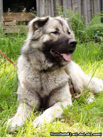 Kaukasischer Schäferhund Hunde Foto 14342 Kaukasischer Schäferhund ARIEL - 20 Monate