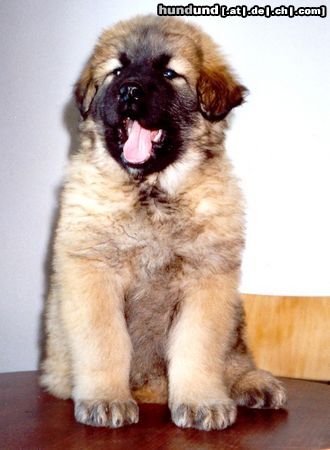 Kaukasischer Schäferhund Hunde Foto 14347 Kaukasischer Schäferhund ARTAN von Inguri - 8 Wochen