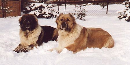 Kaukasischer Schäferhund Hunde Foto 1980 Kaukasischer Schäferhund Bai und Mutter Laika