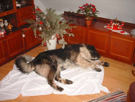 Kaukasischer Schäferhund Hunde Foto 1983 Kaukasischer Schäferhund Bai