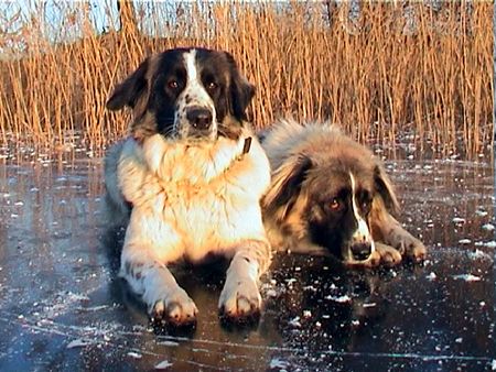 Kaukasischer Schäferhund Hunde Foto 2173 Kaukasischer Schäferhund Cessy & Dunja auf dem Eis