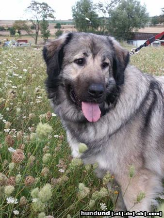 Kaukasischer Schäferhund Hunde Foto 5065 Kaukasischer Schäferhund BELLONA Regis Polaris