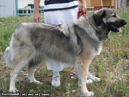 Kaukasischer Schäferhund Hunde Foto 5066 Kaukasischer Schäferhund BELLONA Regis Polaris