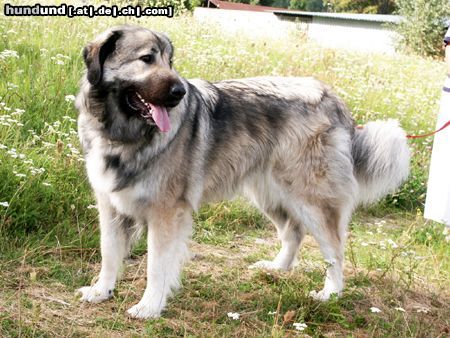 Kaukasischer Schäferhund Hunde Foto 5067 Kaukasischer Schäferhund BELLONA Regis Polaris
