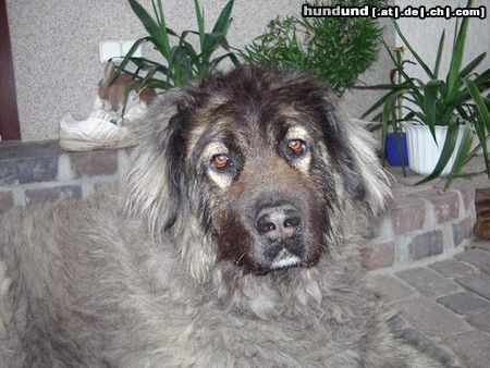 Kaukasischer Schäferhund Hunde Foto 14617 Kaukasischer Schäferhund