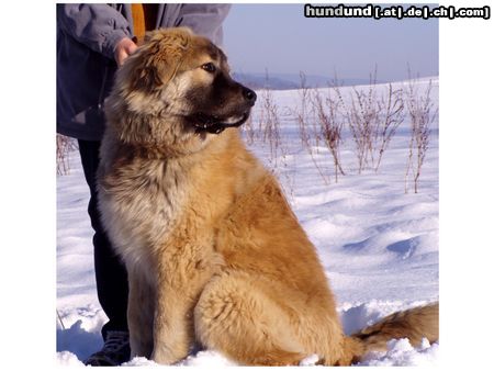 Kaukasischer Schäferhund Hunde Foto 14349 Kaukasischer Schäferhund CASH von Inguri - 8 Monate