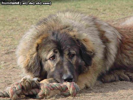 Kaukasischer Schäferhund Hunde Foto 9452 Kaukasischer Schäferhund Dana vom Luch am Walde