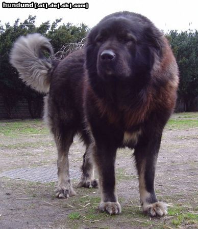 Kaukasischer Schäferhund Hunde Foto 12681 Kaukasischer Schäferhund International, Multi, Russian Champion HOSPODAR DEMON Hunza