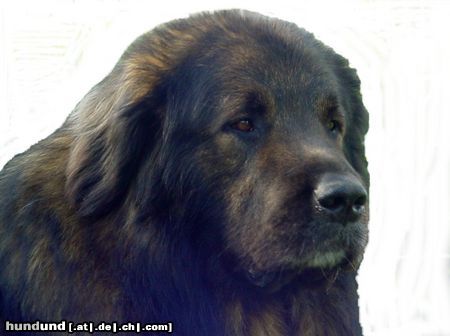 Kaukasischer Schäferhund Hunde Foto 11372 Kaukasischer Schäferhund Husar vom Sieglitzer Berg