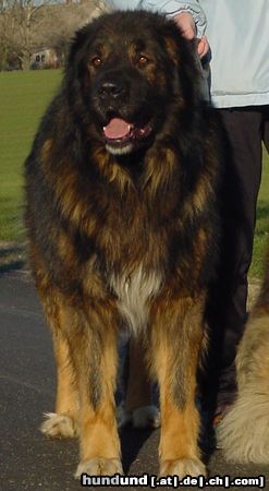 Kaukasischer Schäferhund Hunde Foto 9457 Kaukasischer Schäferhund Husar vom Sieglitzer Berg
