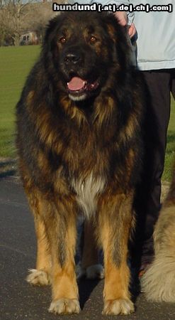 Kaukasischer Schäferhund Hunde Foto 9464 Kaukasischer Schäferhund Husar vom Sieglitzer Berg
