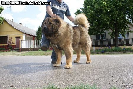 Kaukasischer Schäferhund Majosháza Réme Darius in Ungarn