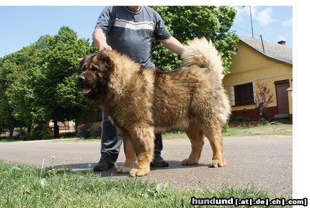Kaukasischer Schäferhund Majosháza Réme Darius in Ungarn