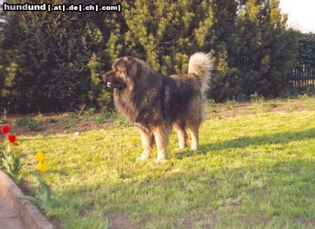 Kaukasischer Schäferhund Hunde Foto 14866 in höherer Auflösung ansehen Kaukasischer Schäferhund Sohn von Husar vom Sieglitzer Berg
